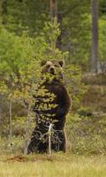 Hide and Seek Bears LWP penulis hantaran