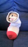 Purrito Live Wallpaper پوسٹر