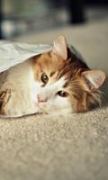 Purrito Live Wallpaper اسکرین شاٹ 2