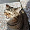 Smiley cat smiling Live WP APK