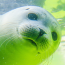 APK sea lion wallpapers