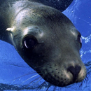 sea lion wallpapers APK
