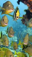 Sea Life Live Wallpaper capture d'écran 2