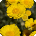 Summer Marigold Live Wallpaper