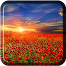 Sea Of Flowers Live Wallpaper-APK