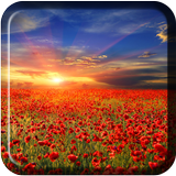 Sea Of Flowers Live Wallpaper icon