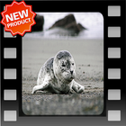 Cute Seal Image ikon