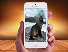 Cute Seal Image syot layar 1
