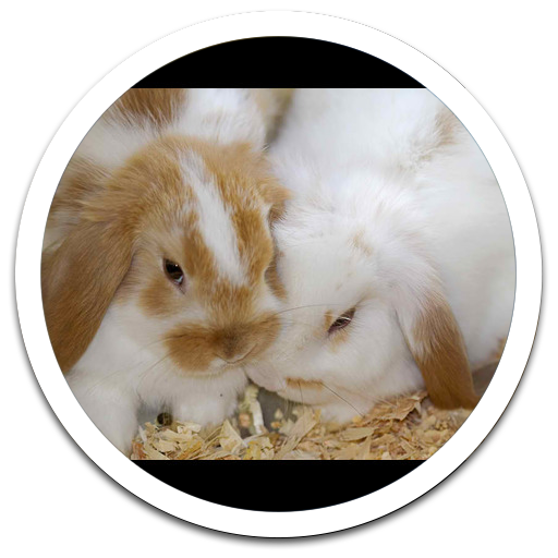 Photo Box Bunny Live Wallpaper
