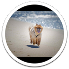 Dog Beach Live Wallpaper icône