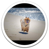 Dog Beach Live Wallpaper 图标