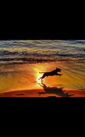 Dog Beach Live Wallpaper تصوير الشاشة 1