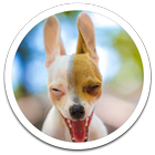 Funny Dog Live Wallpaper icon