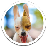 Funny Dog Live Wallpaper icône