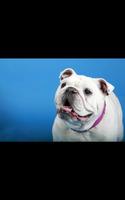 Funny Dog Live Wallpaper captura de pantalla 1