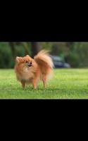 Funny Dog Live Wallpaper 스크린샷 2