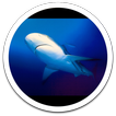 White Shark Live Wallpaper