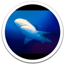 White Shark Live Wallpaper APK