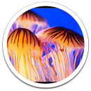 G3 Jelly Fish Live Wallpaper APK