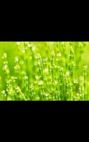 Spring Photos Live Wallpaper پوسٹر