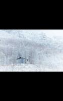 My HD Photos Snow Mountain LWP captura de pantalla 3