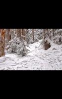 My Photo Wall Winter Trees LWP capture d'écran 3