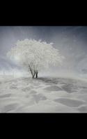 My Photo Wall Winter Trees LWP โปสเตอร์