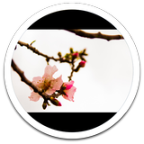 Photo HD Spring Flowers LWP icon