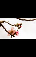 Photo HD Spring Flowers LWP скриншот 2