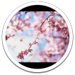 HD Photo Spring Blossom LWP