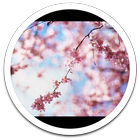 HD Photo Spring Blossom LWP 圖標