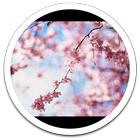 HD Photo Spring Blossom LWP Zeichen