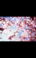 HD Photo Spring Blossom LWP Affiche