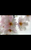 HD Photo Spring Blossom LWP capture d'écran 1