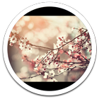 My HD Photos Spring Flower LWP icon