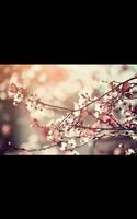 My HD Photos Spring Flower LWP-poster