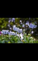 My HD Photos Spring Flower LWP syot layar 2
