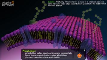The Cell Membrane Affiche