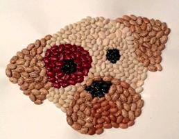 برنامه‌نما CREATIVE SEED COLLAGE عکس از صفحه