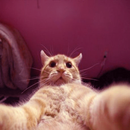 Selfie Cat APK