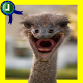 Baby Ostrich Adventure