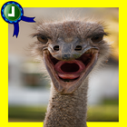 Baby Ostrich Adventure icône