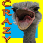 Icona Crazy Ostrich Running