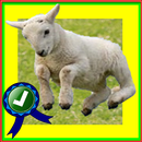 Adventurer Sheep Farm Running APK