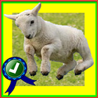 Adventurer Sheep Farm Running آئیکن