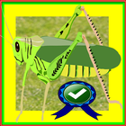 Hungry Locust Adventure icône