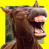 Funny Horses Faces Matching icône