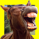 Funny Horses Faces Matching APK