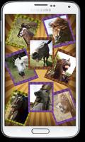 Funny Horses Faces Matching Affiche