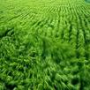Theme - Grass APK